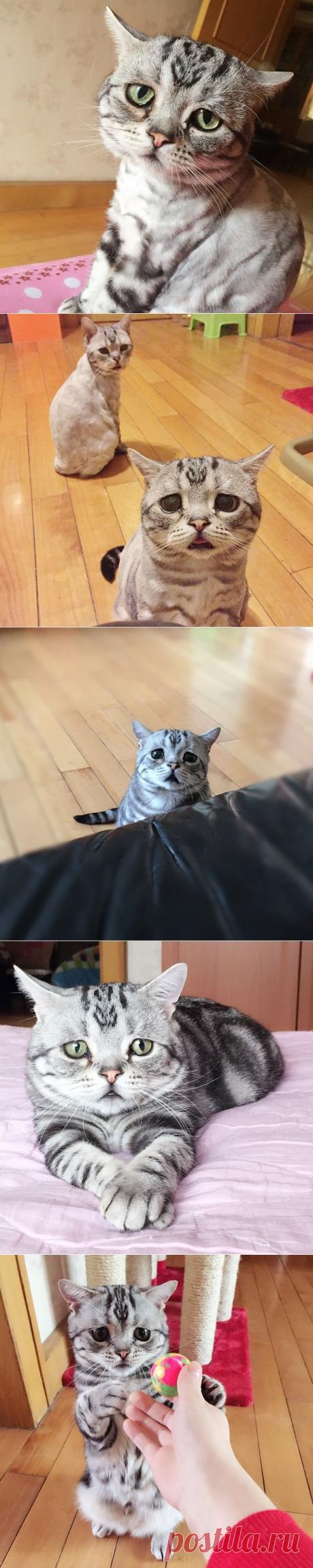 Свежий претендент на звание самого грустного котика на свете