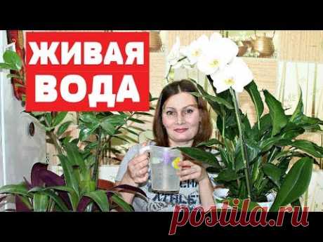 БЕСПЛАТНАЯ ПОДКОРМКА для БЕШЕНОГО РОСТА комнатных растений