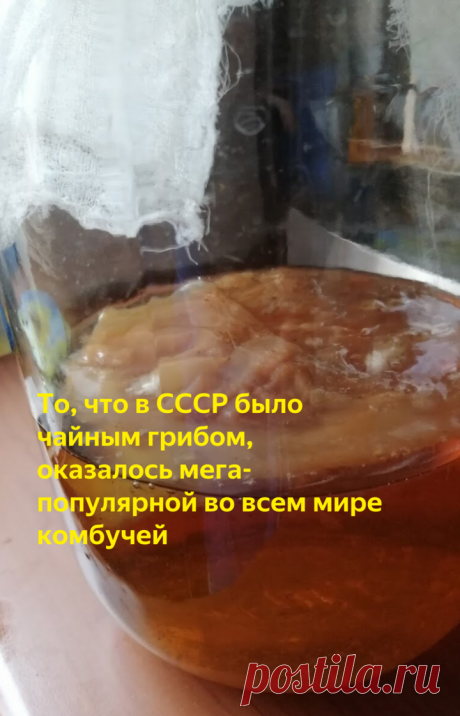 То, что в СССР было чайным грибом, оказалось мега-популярной во всем мире комбучей | ВСвете | Яндекс Дзен