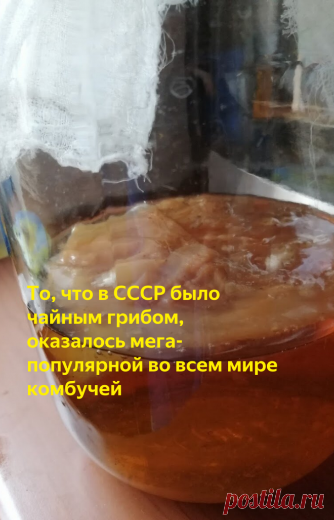 То, что в СССР было чайным грибом, оказалось мега-популярной во всем мире комбучей | ВСвете | Яндекс Дзен