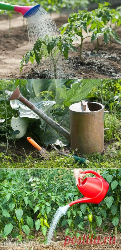 Лучшие способы полива для разных растений