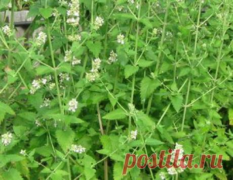 Мята (и мелисса) в рецептах народной медицины.