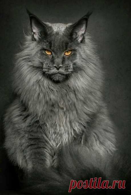 40 chats Maine coon parmi les plus massifs et imposants, de quoi vous sentir tout petit | Buzzly