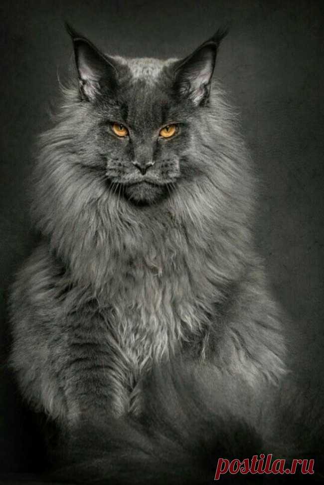40 chats Maine coon parmi les plus massifs et imposants, de quoi vous sentir tout petit | Buzzly