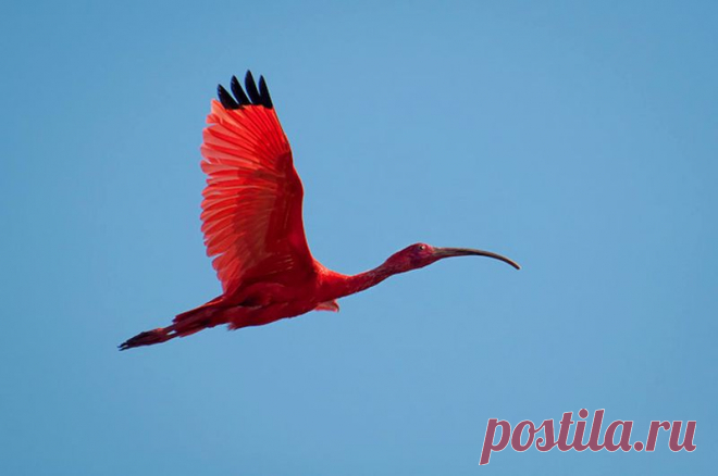 Eudocimus-ruber_6.jpg (800×531) Ибис Алый