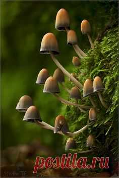 Glistening Inkcap mushrooms (Coprinellus micaceus) ~ By…