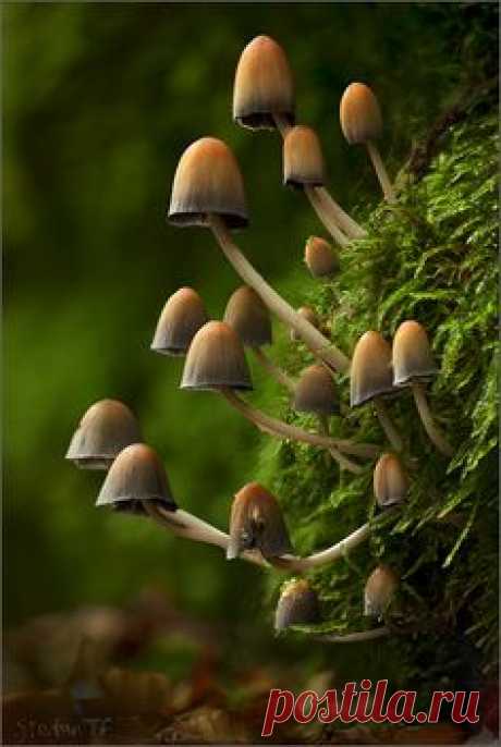 Glistening Inkcap mushrooms (Coprinellus micaceus) ~ By…