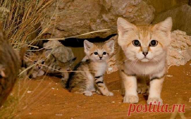 Коты, о существовании которых мы не знали / Научный хит