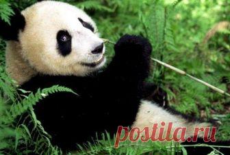 Эти животные выглядят невинно, но в действительности они очень опасны Миллионы людей по всему миру считают этих животных милыми и очаровательными, но немногие знают, какую опасность они несут. О некоторых из таких животных мы сегодня и решили рассказать. Норвежский лемм...