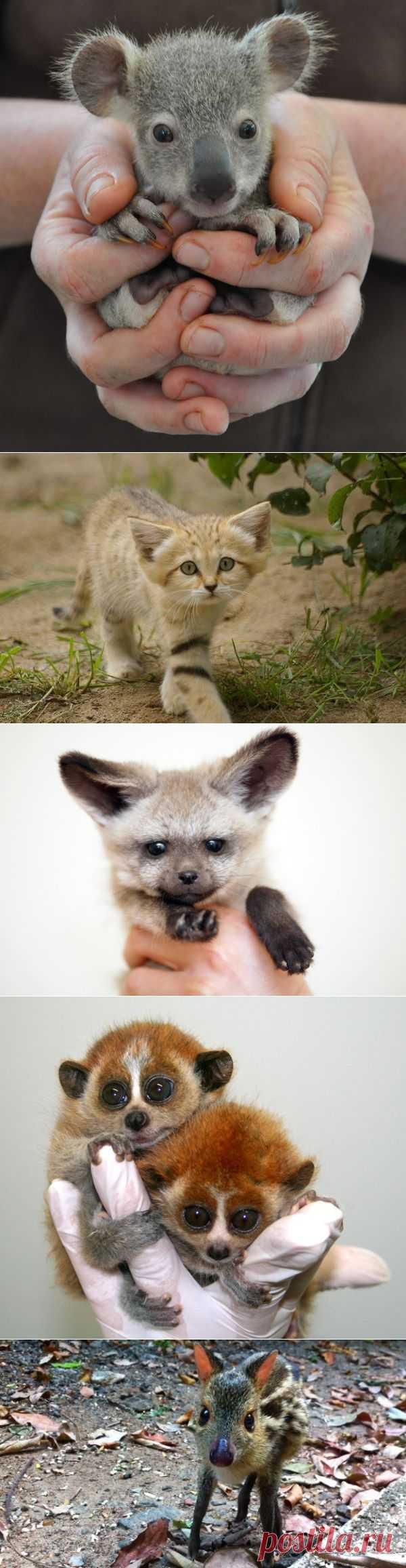 Умилительные зверята