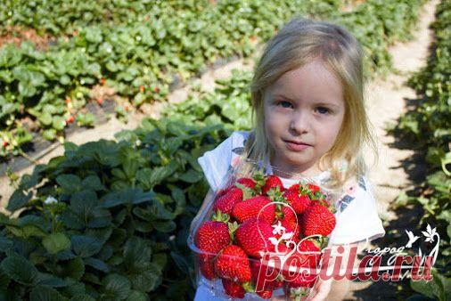 Советы садоводам, которые собираются сменить клубничное место! В 10 литров…