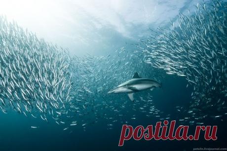 подводная жизнь
