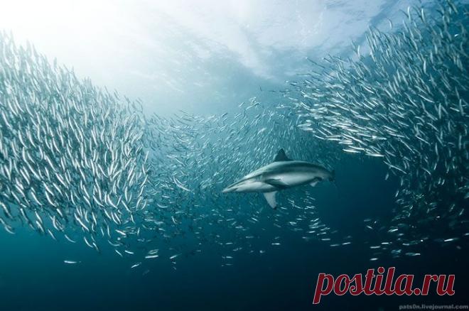 подводная жизнь