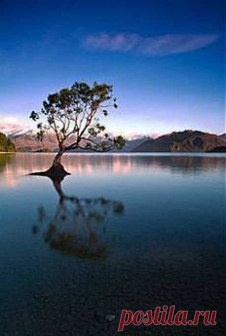 Immanuel Bangun  Wonderful Tree-Forestscape | …