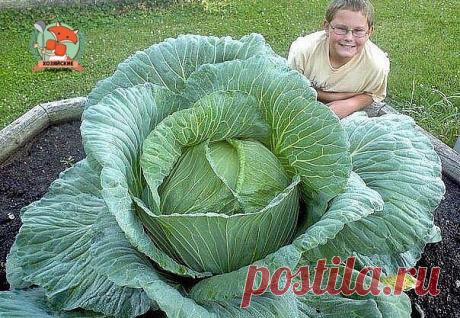 Шпаргалка на лето: чем удобрять капусту, лук, редис?

КАПУСТА БЕЛОКОЧАННАЯ

Первую подкормку проводят через 20 дней после высадки рассады: в 10 л воды добавляют 0,5 л кашицеобразного коровяка, на одно растение расходуют 0,5 л.
Через 10 дней после первой подкормки: в 10 л воды добавляют 0,5 л кашицеобразного коровяка или 0,5 л настоя куриного помета, 1 ст. ложку мочевины. На 1 растение - 1 л настоя.
Начало июля. Подкармливают только средне- и позднеспелые сорта капусты. На ...