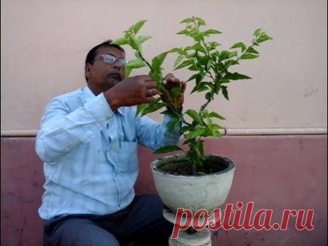 How to make a Bougainvillea Bonsai