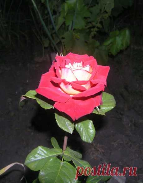 Тамара Прусенко