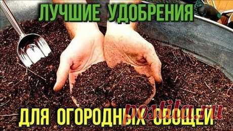 Лучшие удобрения для овощей

1.Хлебная закваска для огурцов

Чтобы получить богатый урожай огурчиков,нужно их регулярно подкармливать! Для этого отлично подойдет хлебная закваска. Приготовить ее просто! Наполните ведро на 2/3 нарезанными корочками черного хлеба и залейте водой. Придавите чем-нибудь тяжелым.Иначе корки будут всплывать, когда хлеб начнет закисать. Поставьте ведро в теплое место на неделю. Затем разбавьте закваску 2л воды. И полейте этим хлебным средством огу...