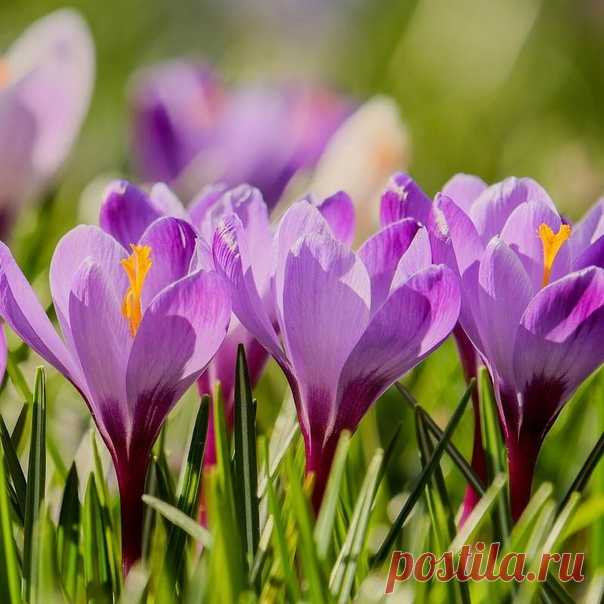 Доброе утро! Желаем вам радостного дня! 🌺☀️