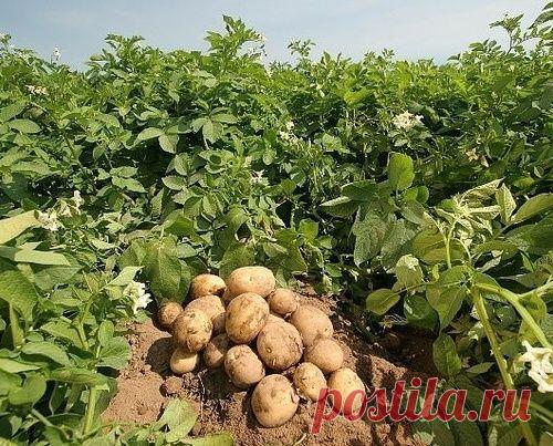 КАК ИЗБАВИТЬСЯ ОТ КОЛОРАДСКОГО ЖУКА БЕЗ ХИМИИ?