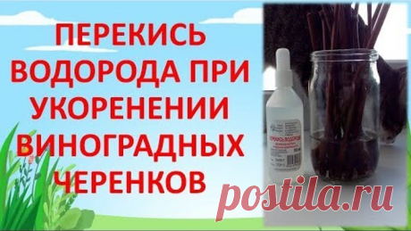 ПЕРЕКИСЬ ВОДОРОДА ПРИ УКОРЕНЕНИИ ЧЕРЕНКОВ ВИНОГРАДА НА ВОДЕ