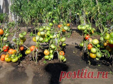 Вкусный Огород: Прищипка верхушек помидоров