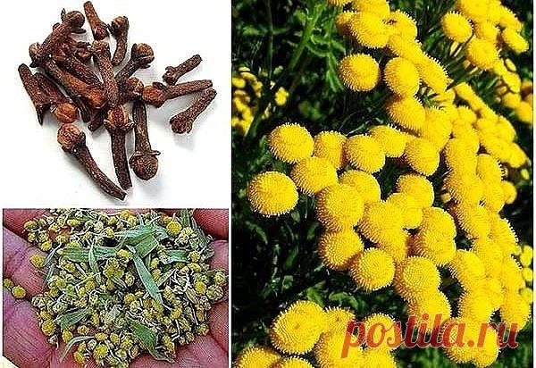 Лечение полынью убивает всю гноеродную простейшую инфекцию в организме, излечивает бессонницу, нервные болезни, восстанавливает обмен веществ, в результате чего исчезает ожирение и лишний вес. Это сильнейшее средство для быстрого приведения больных в порядок. Полынная терапия снимает почти все воспалительные заболевания, особенно при поражениях пищеварительного тракта и половых путей. Ее принимают при гинекологических заболеваниях, простатитах, уретритах, болезнях кожи, же...