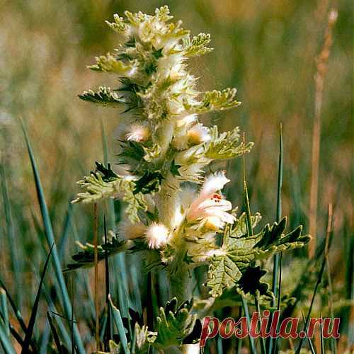 Пустырник гипертонию победил | Друг пенсионера