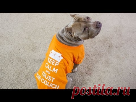How to make a dog shirt out of a t shirt