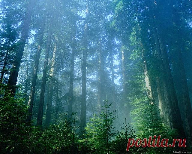 Тайга — мой дом, или как не заблудиться в лесу &#8212; Планета и человек