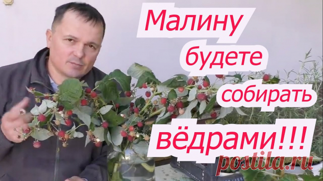 Первая весенняя подкормка малины, от которой зависит урожай.