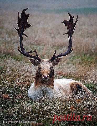 (78) Одноклассники