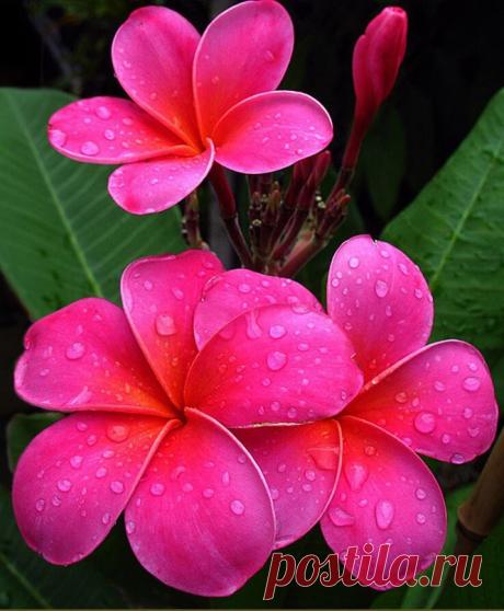 ПЛЮМЕРИЯ Семейство кутровых. Родина - тропики и субтропики Центральной и Южной Америки. Плюмения - это декоративно-цветущее оранжерейное растение, довольно крупных размеров - в природе достигает 5-8 м в высоту…