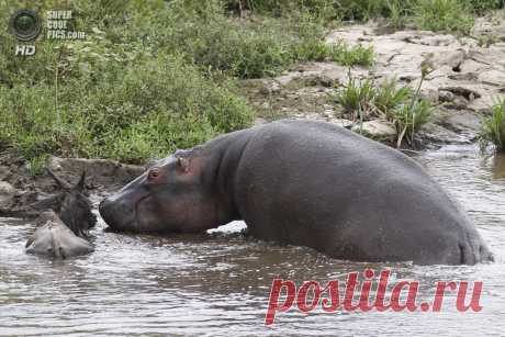 На помощь антилопе пришёл бегемот&amp;#8230;&amp;nbsp; &amp;nbsp;Выживи сам