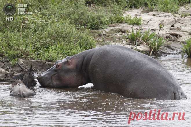 На помощь антилопе пришёл бегемот&#8230;&nbsp; &nbsp;Выживи сам