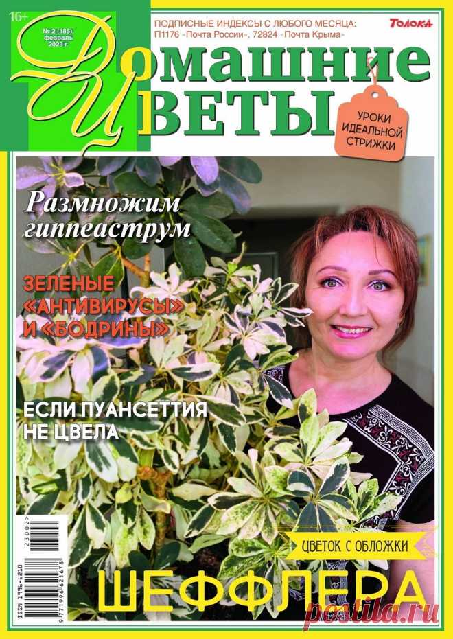 Домашние цветы №2 2023