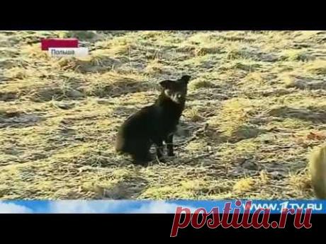 Собака спасла жизнь трёхлетней девочке!! новости