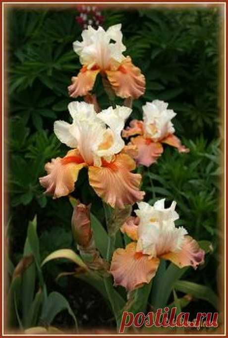 Tall Bearded Iris