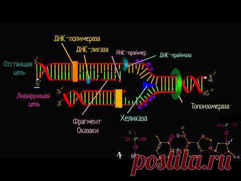 Лидирующая и отстающая цепи при репликации ДНК (видео 8) | ДНК. Молекулярная генетика | Биология