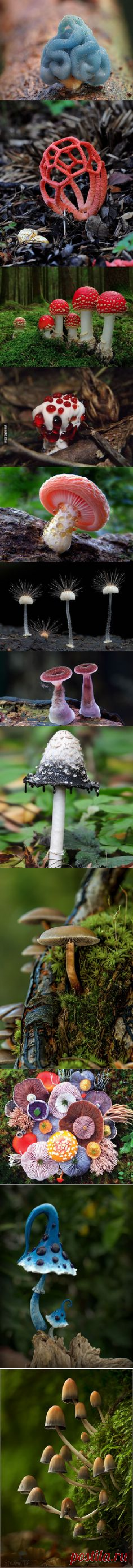 (1171) "To dream of mushrooms denotes fleeting happiness, to dream you are gathering them, fickleness in a lover or consort." --Richard Folkard in Plant L…