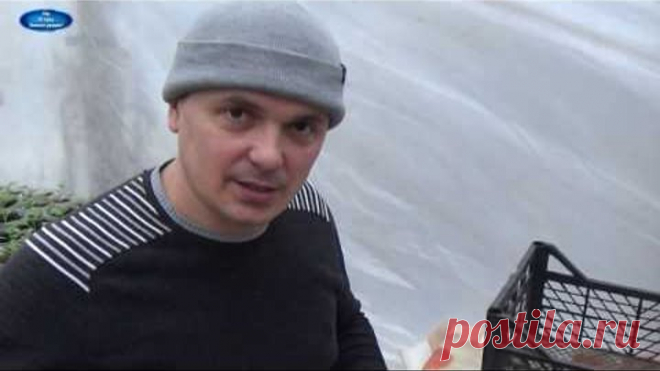 ПЕРЕСАДКА УКОРЕНЁННЫХ ЧЕРЕНКОВ КАЛИБРАХОА В СТАКАНЫ. ЧАСТЬ 2