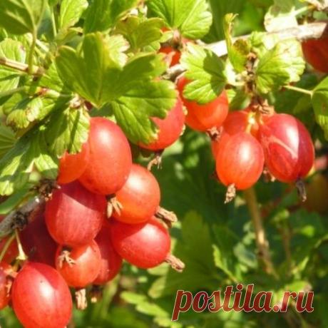Простой способ выращивания крыжовника