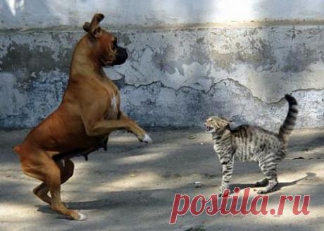 СЛУЖИТЬ! СЛУЖИТЬ СКАЗАЛ!