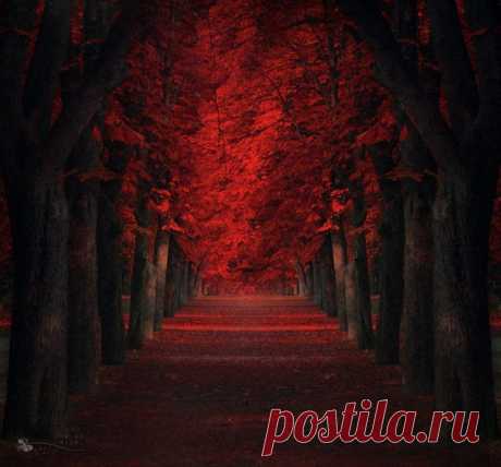 Самые красивые деревья в мире / Всё самое лучшее из интернета 18. Туннель красных клёнов. (Фото: Tod Gustafson).