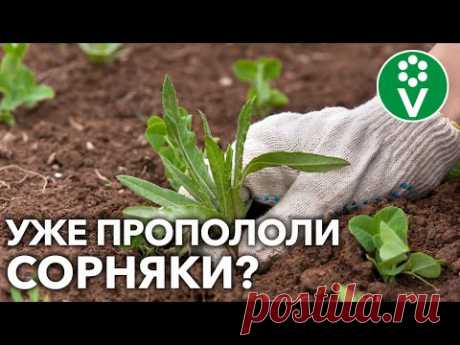 НАДОЕЛИ СОРНЯКИ?! Прополка не будет утомительна, если всегда делать так!