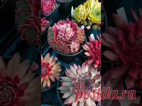 Обзор сортов #sempervivum , #молодило