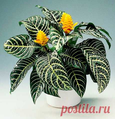 Комнатное растение Афеландра (Aphelandra). Афеландра привлекает внимание своими красными листьями с характерным рисунком. К тому же в течение почти 6-8 недель ее украшает красивое шишкообразное соцветие, достигающее в длину 10-20 см. Цветение происходит весной или летом. При правильном уходе афеландру удается поддерживать в хорошей форме в течение всего года. Высота растения в комнатных условиях невелика - около 30-50 см. Размножение осуществляют верхушечными черенками весной.
