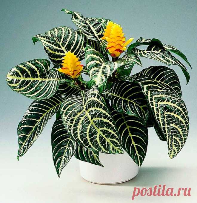 Комнатное растение Афеландра (Aphelandra). Афеландра привлекает внимание своими красными листьями с характерным рисунком. К тому же в течение почти 6-8 недель ее украшает красивое шишкообразное соцветие, достигающее в длину 10-20 см. Цветение происходит весной или летом. При правильном уходе афеландру удается поддерживать в хорошей форме в течение всего года. Высота растения в комнатных условиях невелика - около 30-50 см. Размножение осуществляют верхушечными черенками весной.