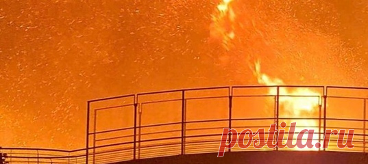 На итальянском острове Сардиния вспыхнули беспрецедентные пожары. Одними из героев во время борьбы с огнём уже стали пастушьи собаки.