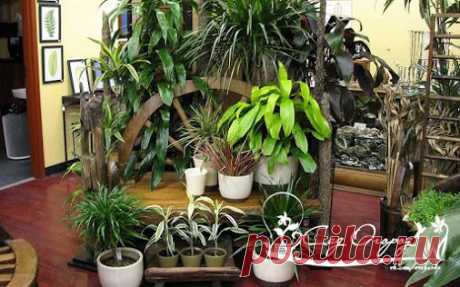 КАК ПОМОЧЬ КОМНАТНЫМ РАСТЕНИЯМ? Есть простое правило: прежде чем поливать…